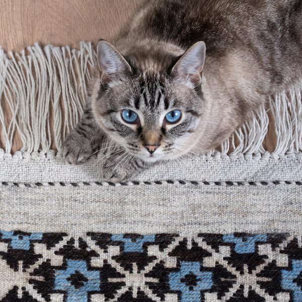 Katze liegt auf dem Kelim neben der schwarz-blauen Stickerei und den Fransen